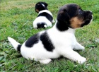 ��asn� a zdrav� �t��ata jack russell teri�ra na prodej.