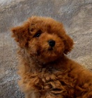 2 mini pudlov� �t���tka k adopci