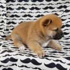 roztomil� �t��ata shiba inu na prodej