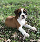 americk� buldok �t��ata na prodej bez PP