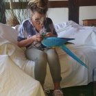 Prok�zan� chovn� dvojice modr� a zlat� macaws Mu� 9 let �ena 7 let velmi pou�n� a zvykl� na lidi