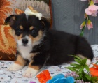 �t��ata Pembroke Welsh Corgi na prodej.
