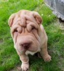 Shar Pei �t��ata k dispozici