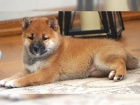 �t��ata Shiba Inu pro nov� domovy k adopci