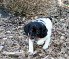 tata Brittany Spaniel k dispozici 