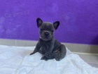 Francouzsk� buldo�ek na prodej bez PP