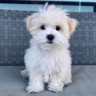 Ohromuj�c� malt�tina