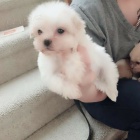 Ohromuj�c� malt�tina