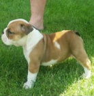 Anglick� buldok �t��ata pro p�ijet�