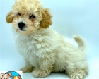 �t��ata MALTIPOO k adopci