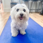 Malt�zsk� �t��ata k adopci