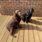 Labradorsk� �t��ata k adopci