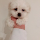 Rozko�n� maltsk� �tenata