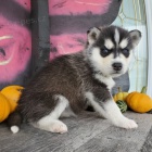 Rozko�n� sibi�sk� husky s kr�sn�mi modr�mi o�ima.