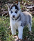 kr�sn� sibi�sk� husky na prodej