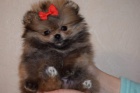 Pomeranian �t��ata k adopci