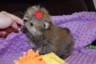 Pomeranian �t��ata k adopci