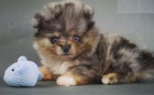 mini pomeransk� �t��ata na prodej.