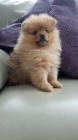 mini pomeransk� �t��ata na prodej.