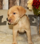 kr�sn� �t��ata labradorsk�ho retr�vra na prodej.