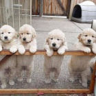 Labradorsk� �t��ata pro dom�cnosti