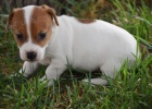 Kr�sn� a rozko�n� �t���tka Jack Russell na prodej.