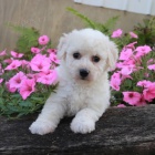 roztomil� �t���tka Bichon frize na prodej.