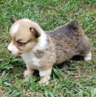 and�lsk� Pembroke Welsh Corgi �t��ata �t��ata na prodej.