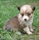 and�lsk� Pembroke Welsh Corgi �t��ata �t��ata na prodej.