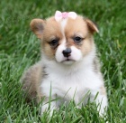 and�lsk� Pembroke Welsh Corgi �t��ata �t��ata na prodej.