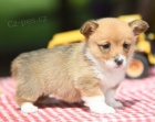 �t��ata Pembroke Welsh Corgi na prodej.