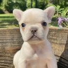 ZDRAV� a VAKCINOVAN� francouzsk� buldo�ky pro psy.