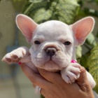 ZDRAV� a VAKCINOVAN� francouzsk� buldo�ky na prodej.