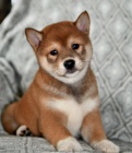 Super rozko�n� �t��ata Shiba Inu.