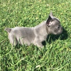 ZDRAV� a O�KOVAN� modr� francouzsk� buldok �t��ata