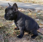 ZDRAV� a O�KOVAN� �ern� francouzsk� buldo�ek �t��ata