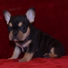 francouzsk� buldok �t��ata