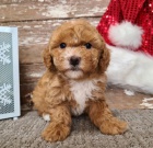 Bichon Poo �t��ata na prodej.