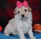 �t��ata Bichon Poo na prodej.
