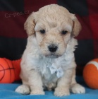 �t��ata Bichon Poo na prodej.