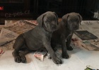 krsn tata cane corso na prodej.