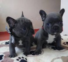 dech berouc� francouzsk� buldo�ek.