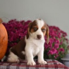 �t��ata boxera k adopci