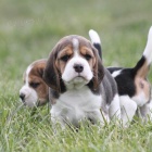 trikolorn beagle