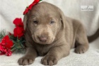 Krsn labradorsk drek k adopci zdarma,