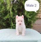 Sibi�sk� husky �t��ata