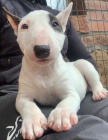 2 Miniaturn� �t��ata BullTerrier pro nov� domovy
