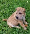 Shar Pei �t��ata k dispozici