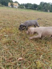 Weimaraner (Whippet) �t��ata k dispozici