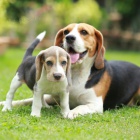 ��asn� �t��ata Beagle. $